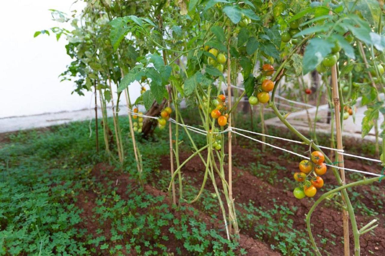 Laila'S Cozy Garden House & Studio Larnaca Bagian luar foto